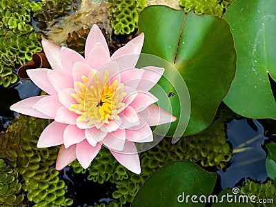 Lotus flowers Stock Photo