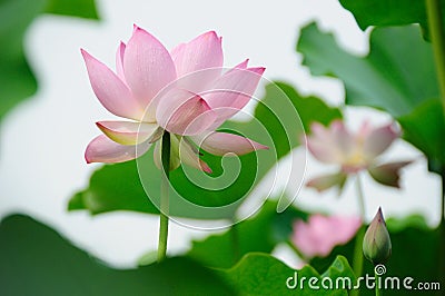 Lotus flowers Stock Photo