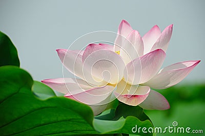 Lotus flowers Stock Photo