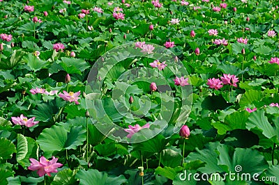 Lotus flowers Stock Photo