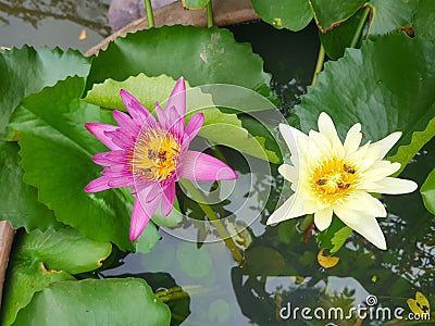 Lotus flowers in pond. Beautiful nuture background. Stock Photo