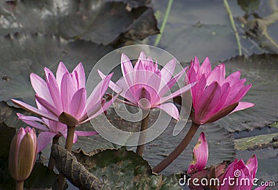 Lotus Flowers Stock Photo