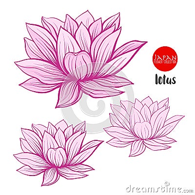 Lotus flowers. Stock vector illustration botanic flowers. Vector Illustration