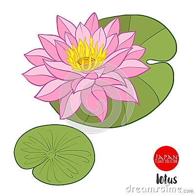 Lotus flowers. Stock vector illustration botanic flowers. Vector Illustration