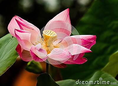 Lotus at the foot of the Buddha Stock Photo