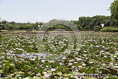 Lotus garden on the bright blue color of lotus makes the atmosphere very good.. Editorial Stock Photo