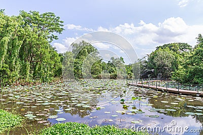 Lotus garden landscape with walkway Stock Photo