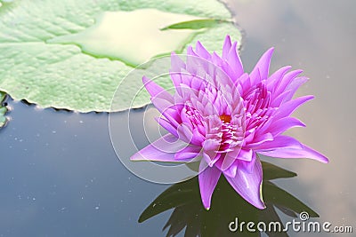 Lotus in garden Stock Photo
