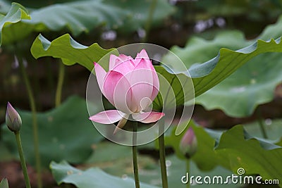 Lotus garden in spring Stock Photo