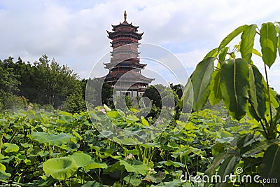 Lotus garden of yuanboyuan park Stock Photo