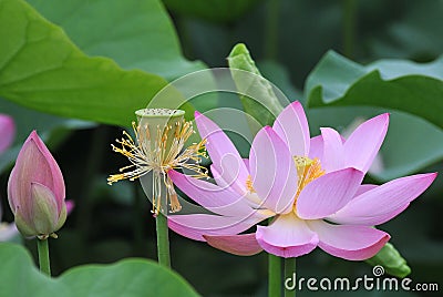 Lotus generation Stock Photo