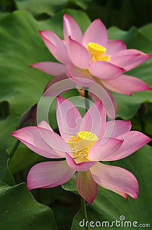 Lotus ---The group shines Stock Photo