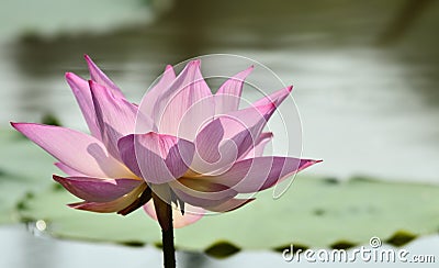 Lotus Stock Photo