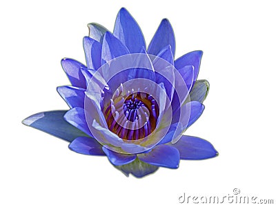 Lotus isolated on white background Stock Photo