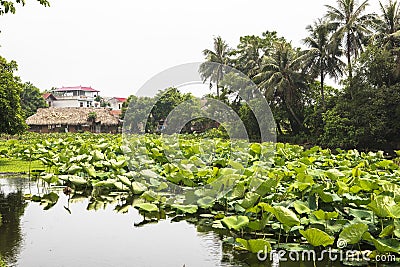 A lotus lake in ancient village in Hanoi Stock Photo