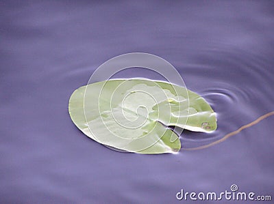 Lotus leaf and Dark water of lake under sunlight with glare and reflections Stock Photo