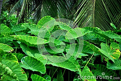 Lotus leaf garden Stock Photo