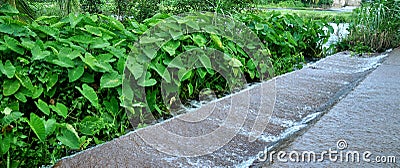 Lotus leaf garden Stock Photo