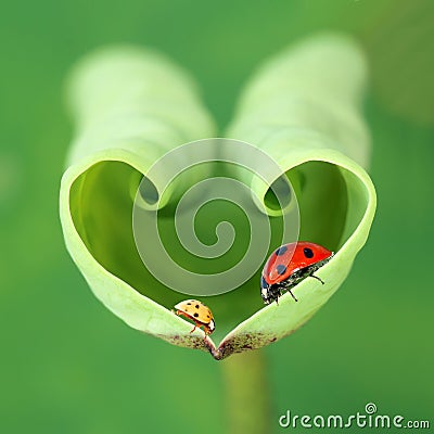 Lotus leaf and ladybugs Stock Photo