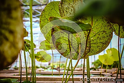 Lotus leaf Stock Photo