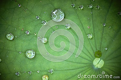 Lotus leaf with water drop Stock Photo
