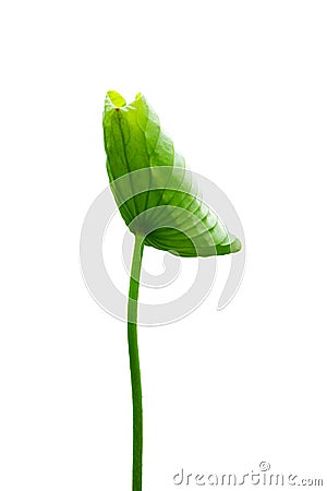 A lotus leave with stem Stock Photo