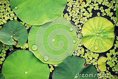 Lotus leaves Stock Photo