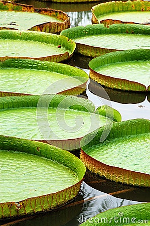 Lotus leaves Stock Photo