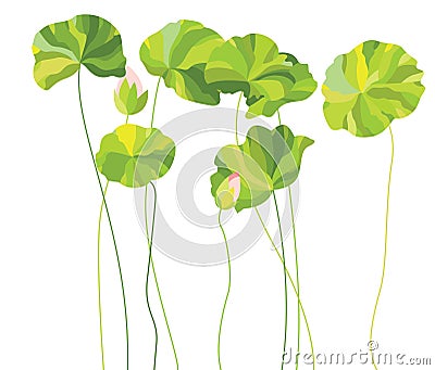 Lotus Leaves and Buds Vector Illustration