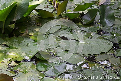 Lotus leaves float on the water with frog Stock Photo