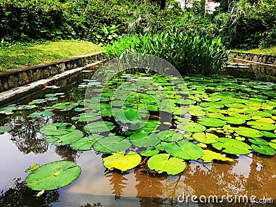 Lotus leaves. Green nature background. Summer park. Botanical garden. Plants, trees, grass. Tropical exotic floral landscape. Stock Photo