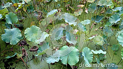 The lotus leaves are unfolding in the pool,The silt but not imbrued Stock Photo