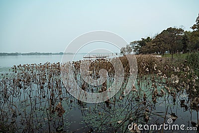 lotus leaves in winter Editorial Stock Photo