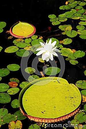 Lotus among lilly pads Stock Photo