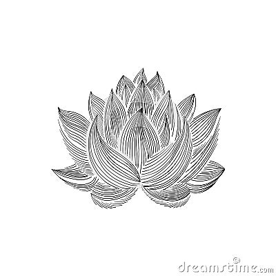 Lotus lily water Vector Illustration