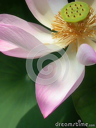 Lotus petal Stock Photo