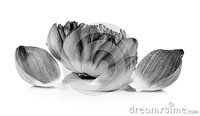 Lotus petal black and white Stock Photo