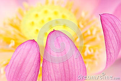 Lotus petal Stock Photo