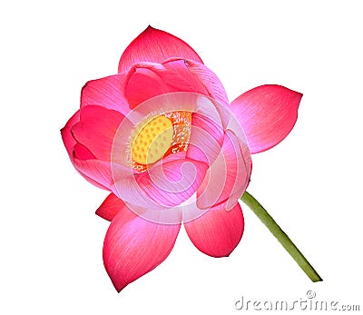 Lotus petal flower isolated on white Stock Photo