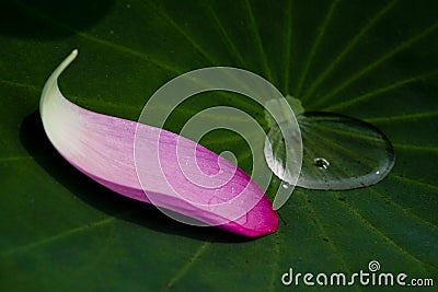 Lotus petal on leaf Stock Photo