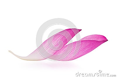 Lotus petal solated on white background, clipping path Stock Photo