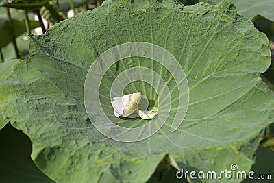 Lotus petals falling on the lotus leaf Stock Photo