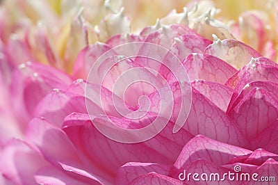 Lotus petals. Stock Photo