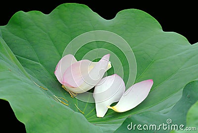 Lotus petals Stock Photo