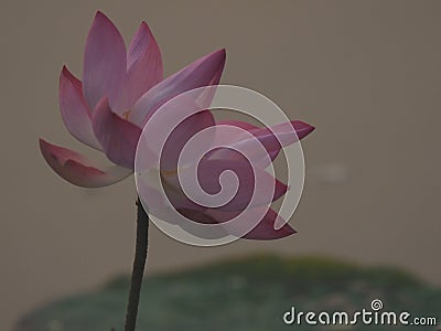 Lotus Pink Flower Petals wide petals with a pointed tip curved inward to the inside on burred of nature background Stock Photo