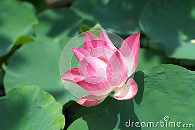 Lotus pink flower pond summer plants beautiful blossom Stock Photo