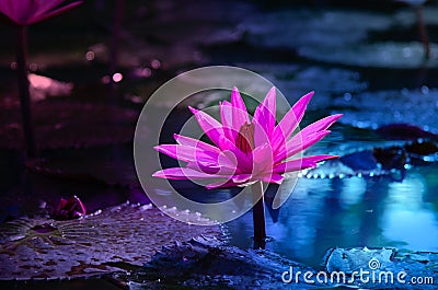 Lotus Pink light purple floating light sparkle purple background Stock Photo