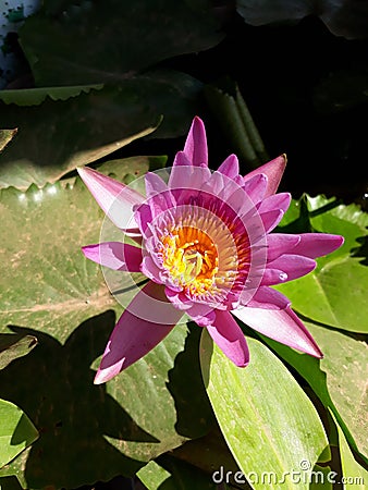 Lotus pinkflower Stock Photo