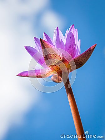 Lotus Plant on blue sky Stock Photo