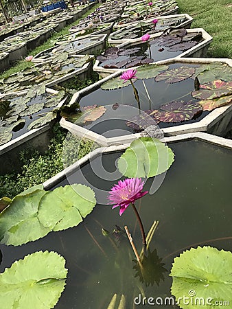 Lotus plant pots. Stock Photo